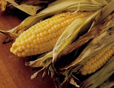 Sweet Corn in Husks